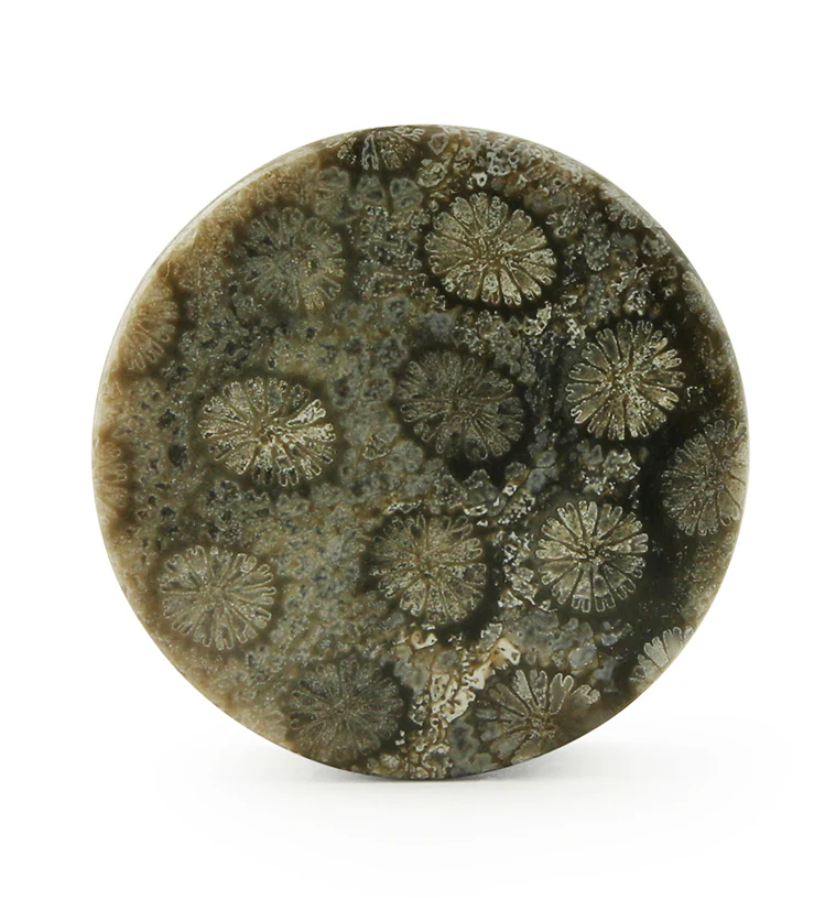 Blue Fossilized Coral Stone Plugs - Mrs Treak