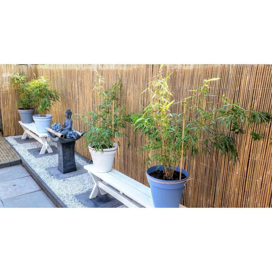 MGP Bamboo Slat Fence - MT - Mrs Treak