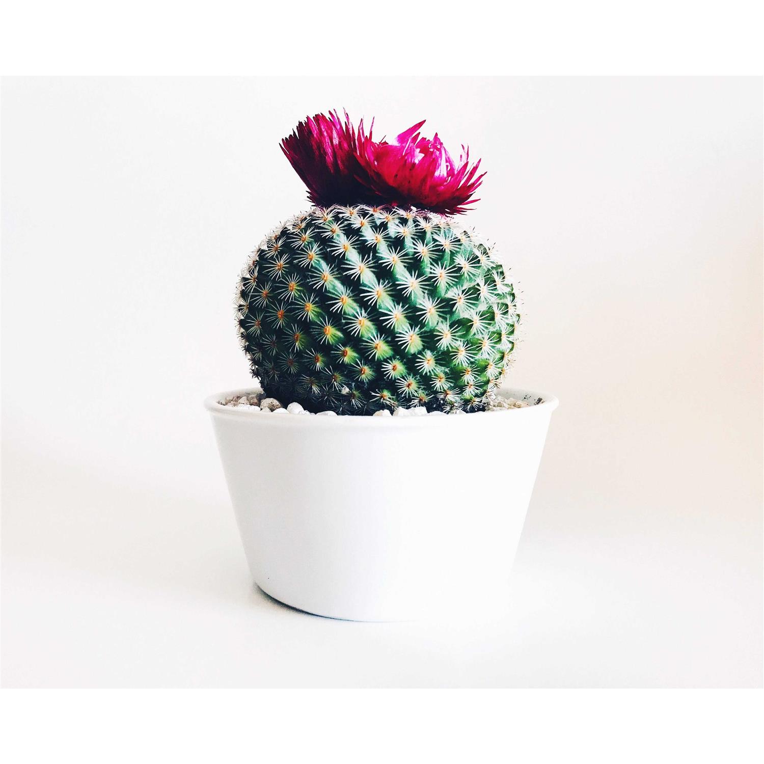 The Billy GOAT Wedge 6061 The Most Innovative Aluminum Firefighter Wedge - MT - Mrs Treak