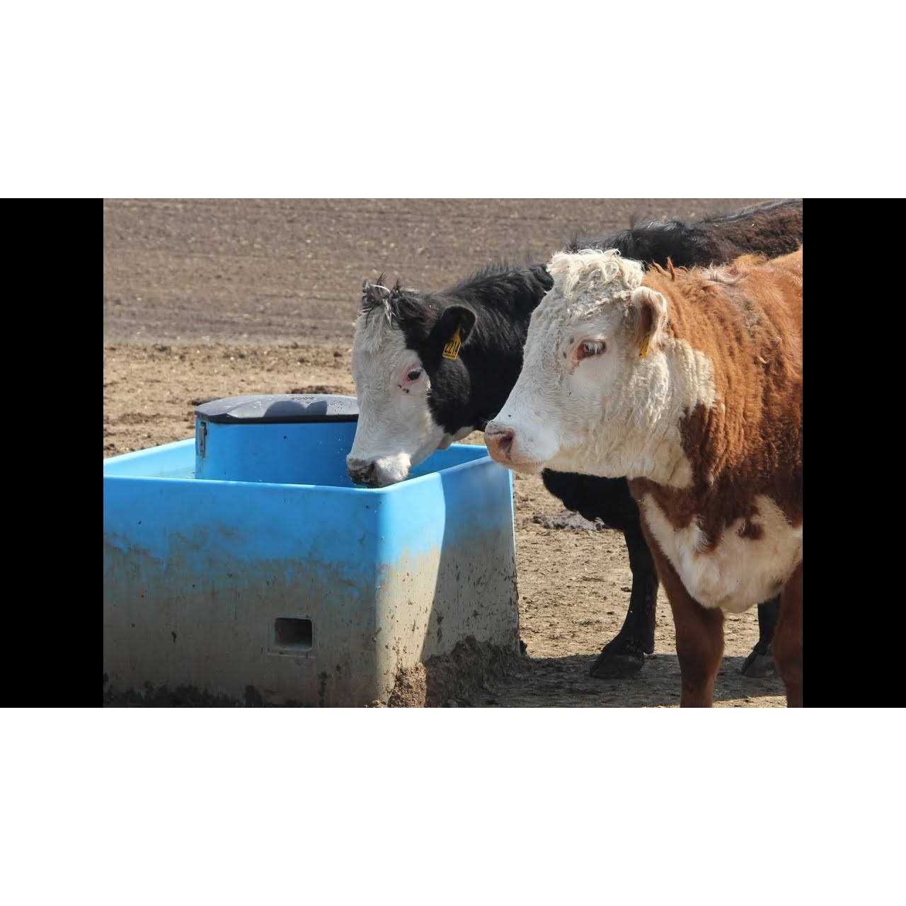 Miraco Immersion Heater 110v / 250W - MT - Mrs Treak