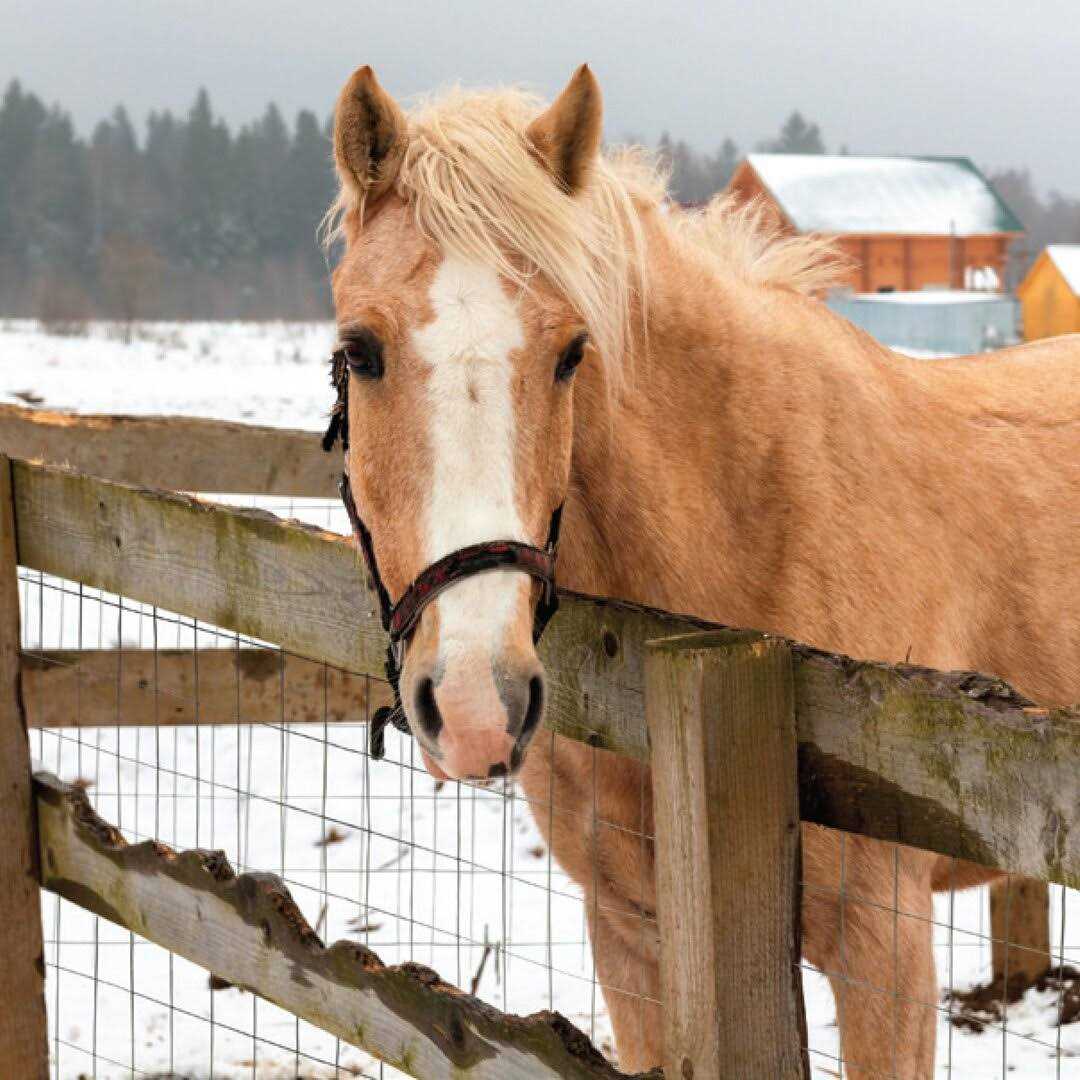 YARDGARD 309222A Galvanized Welded Wire Fence - MT - Mrs Treak