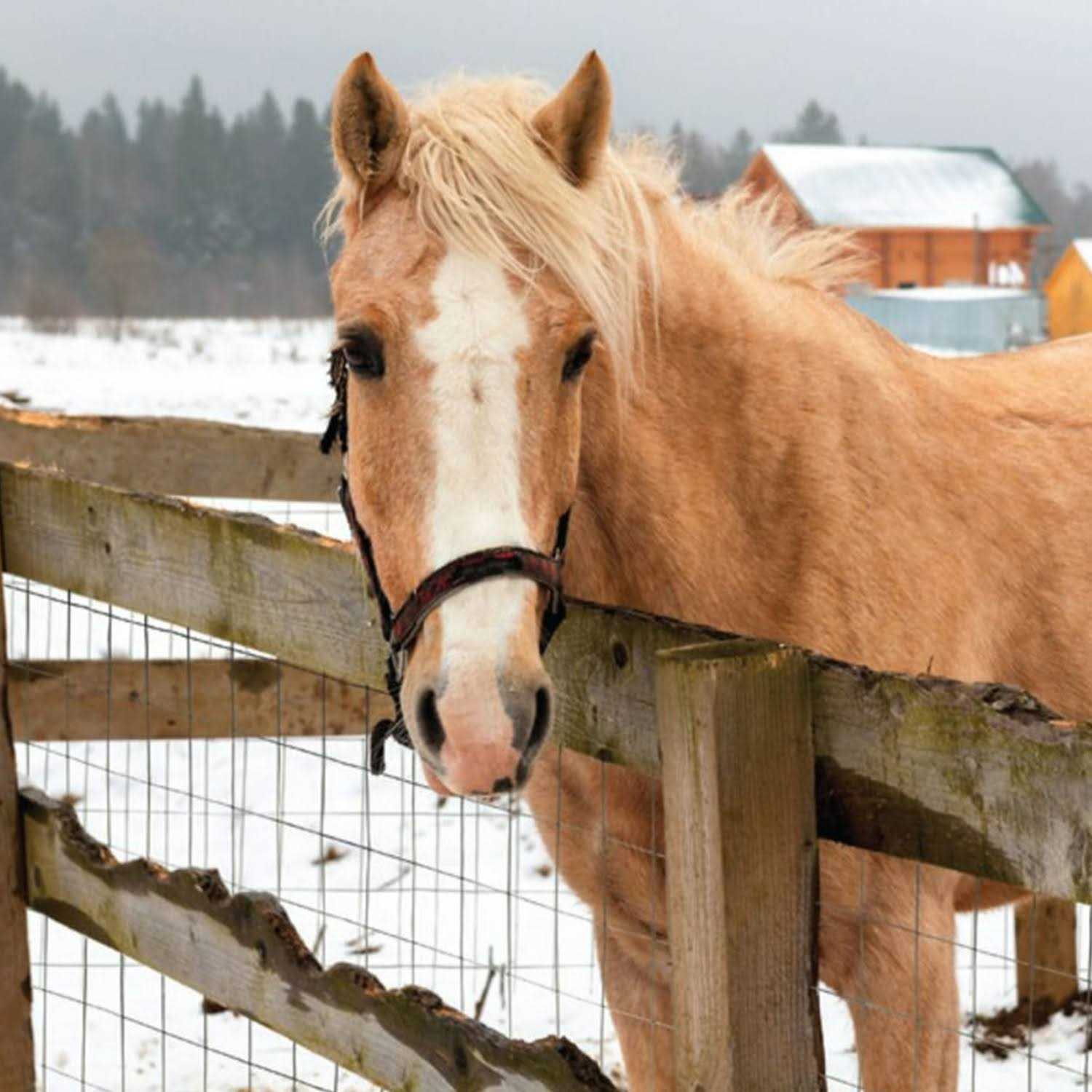 Yardgard 309312A 24 inch by 25 Foot 16 Gauge 1 inch by 1 inch Mesh Galvanized Welded Wire - MT - Mrs Treak