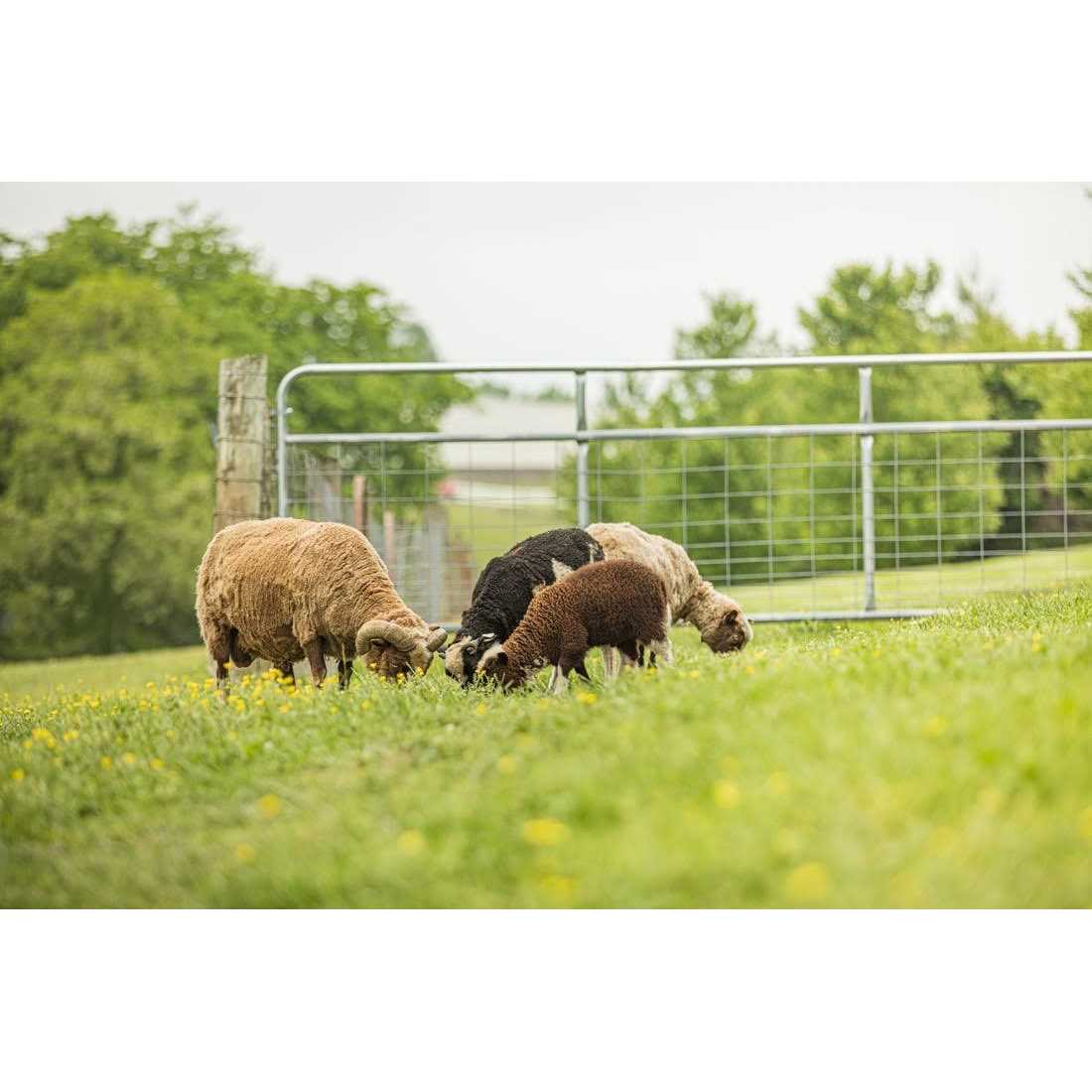 Tarter Galvanized Tube Gate - MT - Mrs Treak