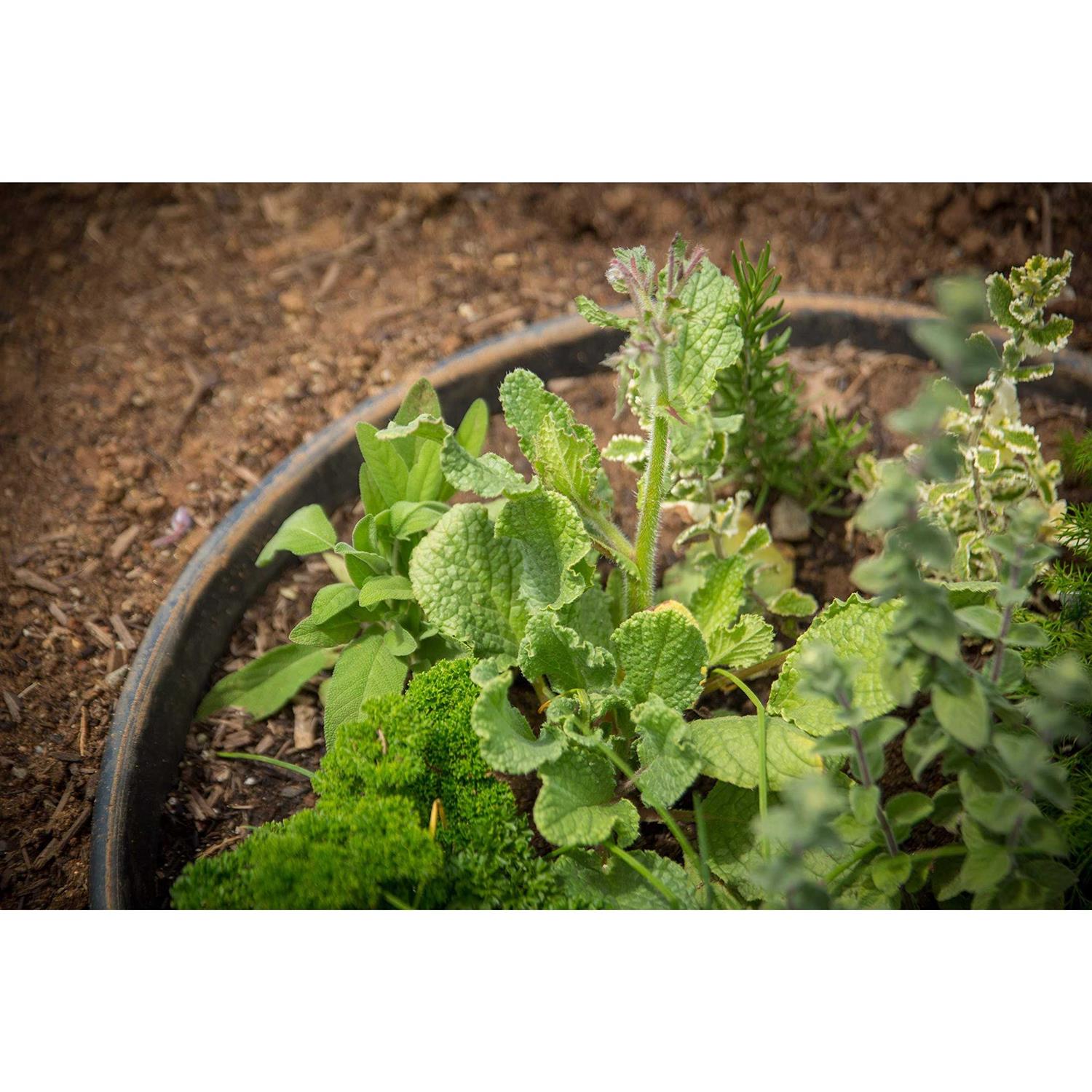 Waterrounds Planting Rings. Landscape Garden Protective - MT - Mrs Treak