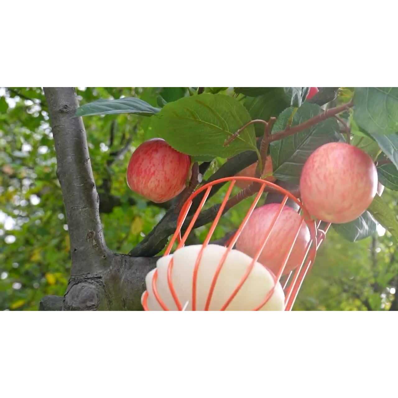 Walensee Pole Saws for Tree Trimming Lightweight Manual Stainless Steel Extension High Pole Pruning Pole Saw with Blade - MT - Mrs Treak