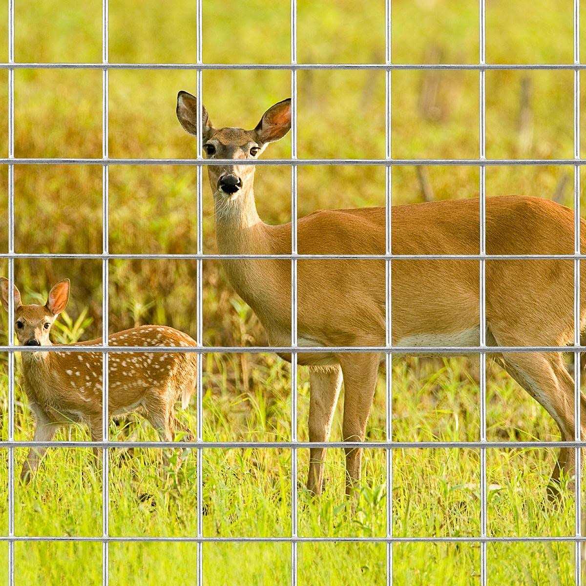 MTB Supply MTB Black PVC Coated Welded Wire Mesh Garden Economy Fence 1 Inch x 1 Inch 16GA - MT - Mrs Treak