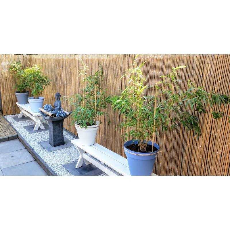 MGP 96 in. H Slat Bamboo Roll Garden Fence - MT - Mrs Treak