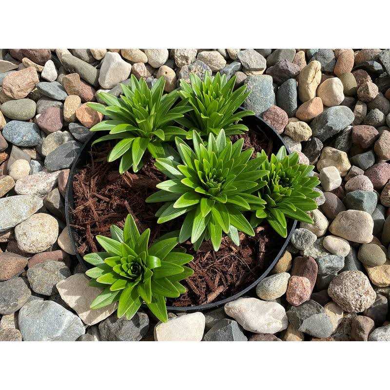 Plantation Shutter Repair Kit 12 Tilt Rod Louvers Staples + Plus + 12 Spring Loaded Shutter Pins - MT - Mrs Treak