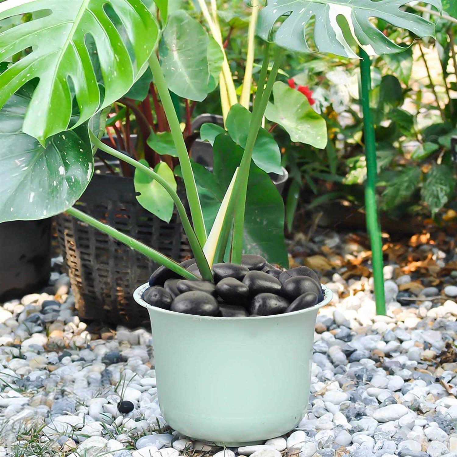 FANTIAN Natural Polished Black River Rocks Decorative Black Pebbles for Indoor Plants - MT - Mrs Treak