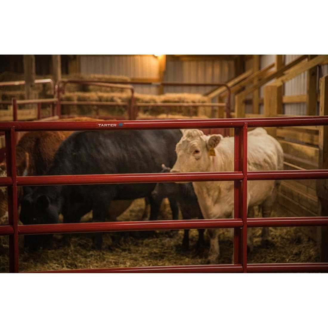 Tarter Tube Gate 16 ft W Gate 6ER16 - MT - Mrs Treak