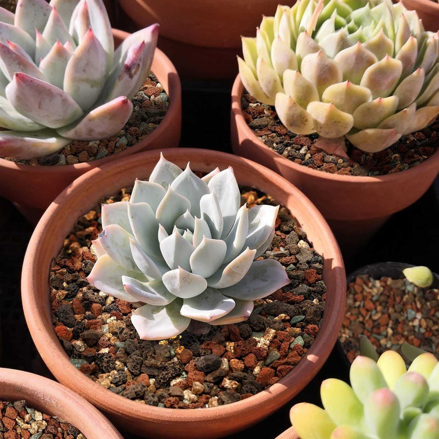 OUFUAMY Outdoor Utility Sink Stainless Steel Double Bowl Sink Free Standing Commercial Restaurant Kitchen Sink with Hot and Cold Faucet for Laundry,Garage - MT - Mrs Treak