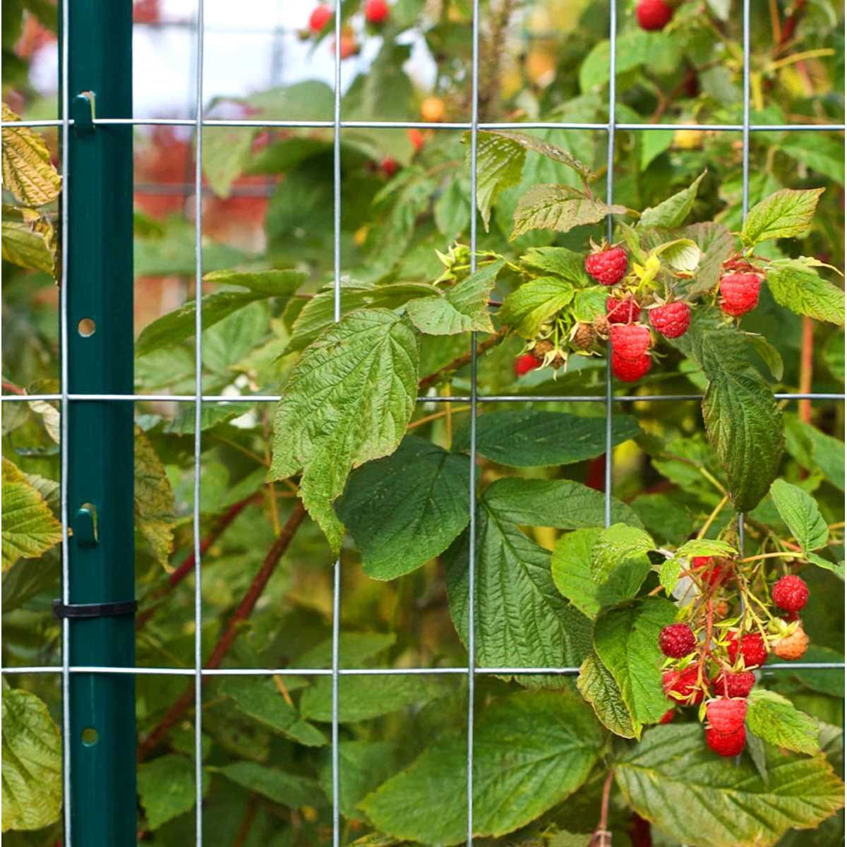 Vasgor Sturdy Duty Metal Fence Post Garden U Post for Fencing - MT - Mrs Treak