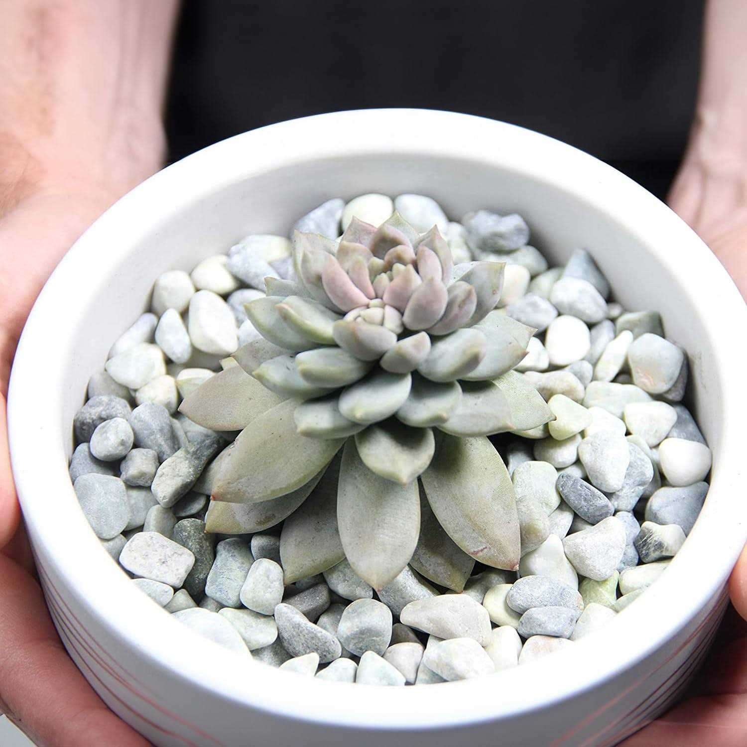 Willowy Decorative Rocks - MT - Mrs Treak