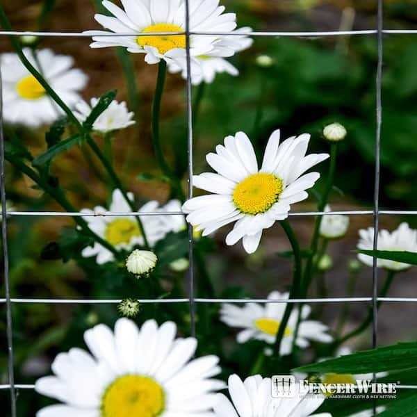 Fencer Wire 19 Gauge Green Vinyl Coated 1/2 Hardware Cloth Vegetables Garden Rabbit Fencing Snake Fence for Chicken Run Critters Gopher Racoons - MT - Mrs Treak