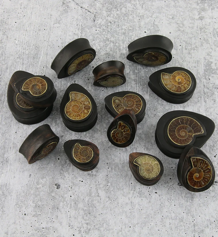 Areng Wood Teardrop Plugs with Ammonite Inlay - Mrs Treak