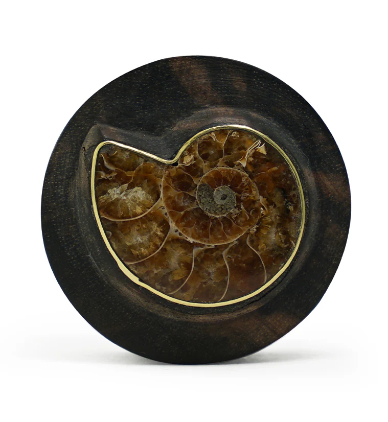 Areng Wood Plugs with Ammonite Inlay - Mrs Treak