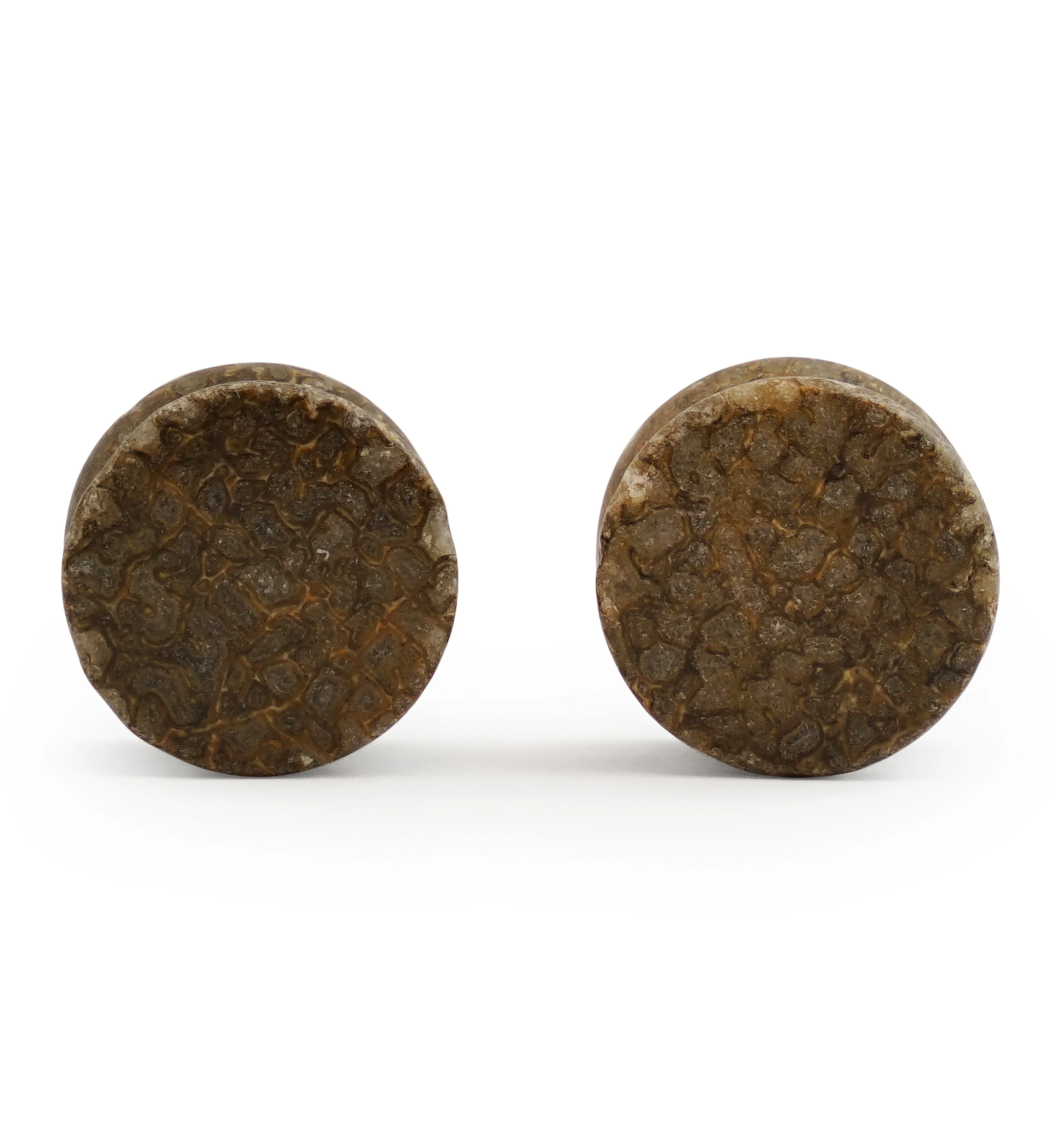 Fossilized Dinosaur Bone Plugs 5/8