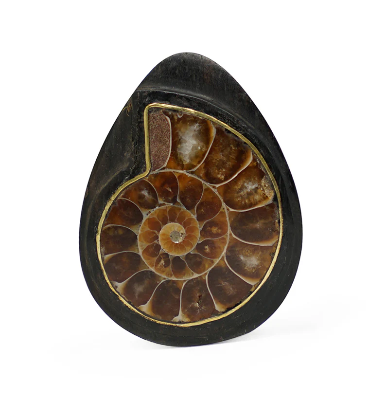 Areng Wood Teardrop Plugs with Ammonite Inlay - Mrs Treak