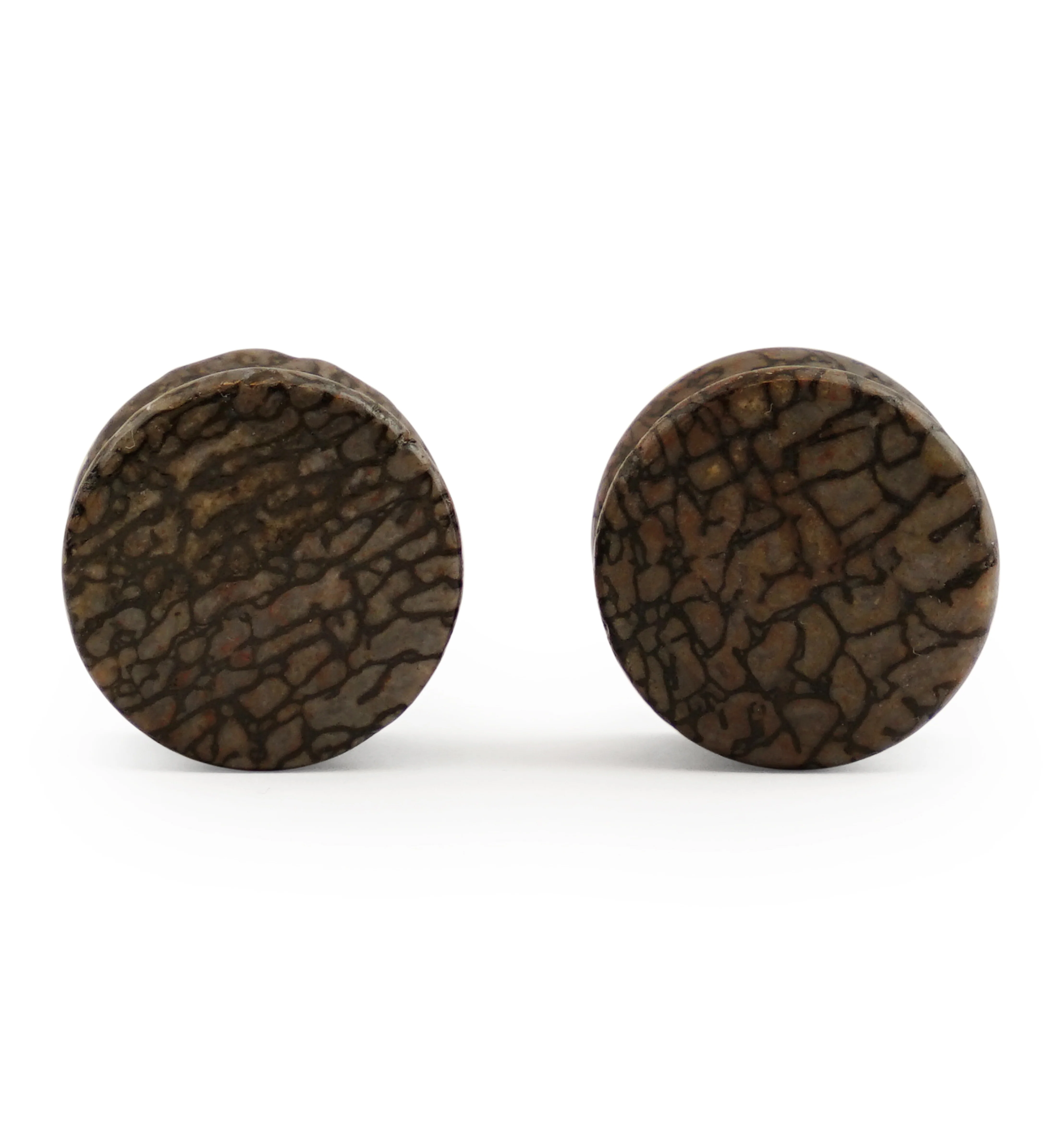 Fossilized Dinosaur Bone Plugs 5/8