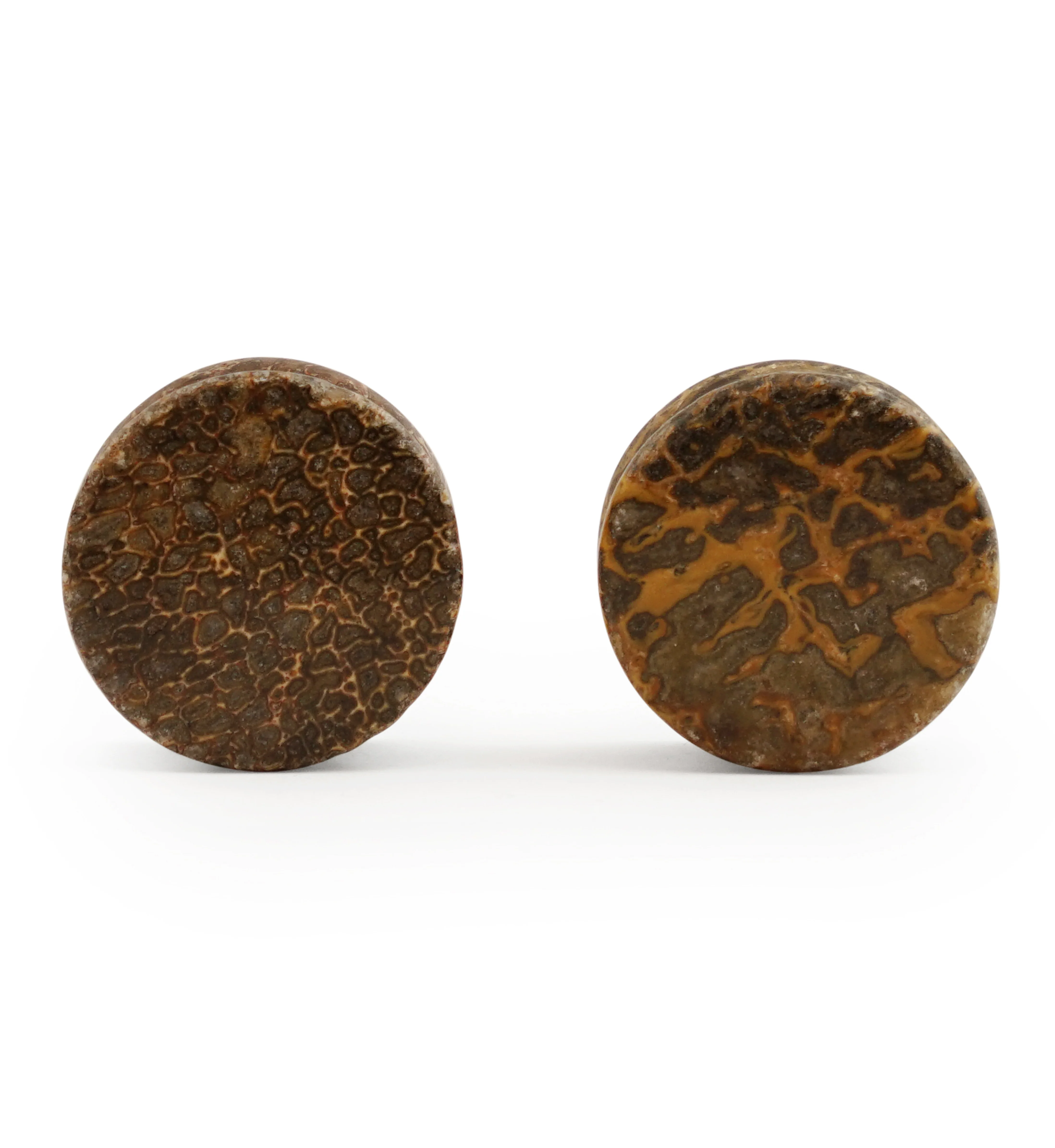 Fossilized Dinosaur Bone Plugs 3-4