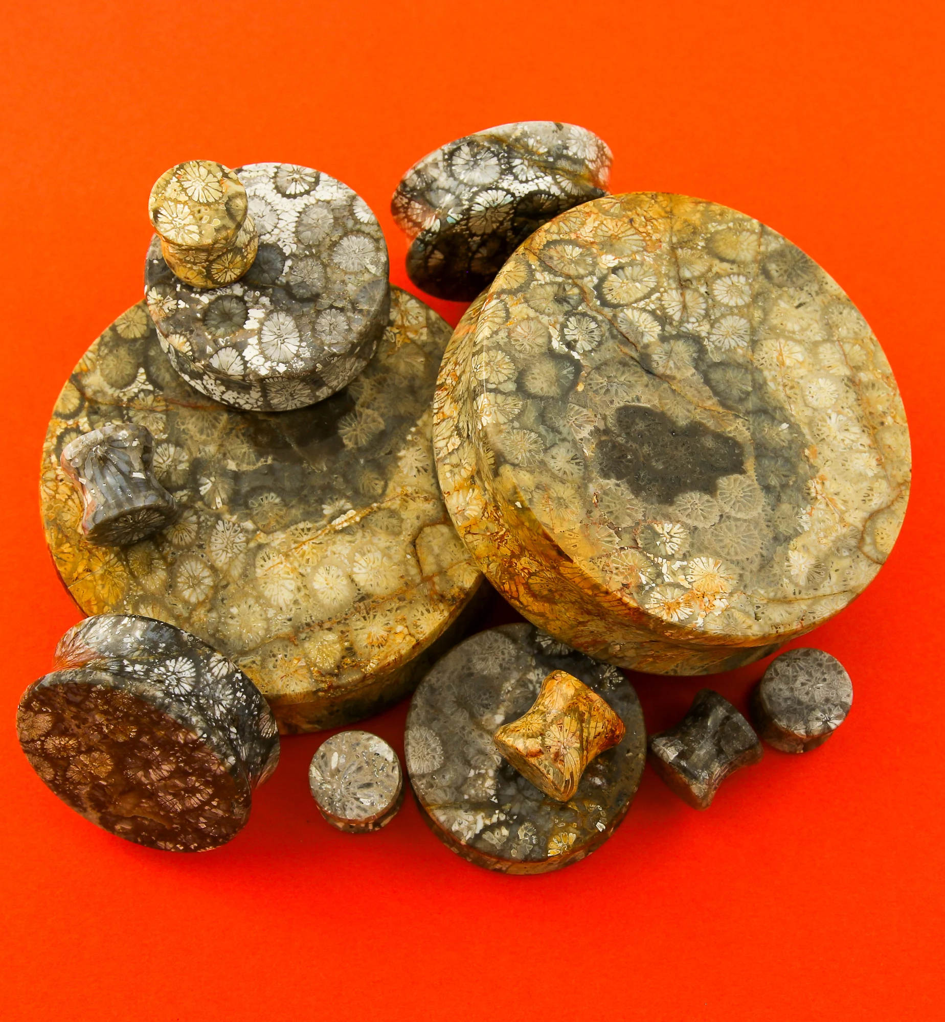 Blue Fossilized Coral Stone Plugs - Mrs Treak