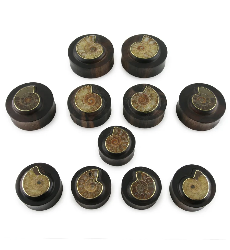 Areng Wood Plugs with Ammonite Inlay - Mrs Treak